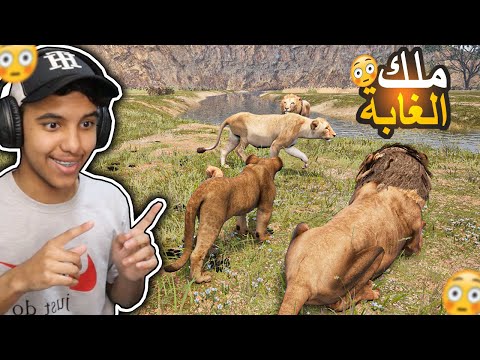 حياة الاسد #2 : صرت اسد بالغ ! | Animalia Survival