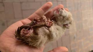 "It's a Newborn Kitten! It's Still Alive, Oh God... Help Me" - I'm So Confused...