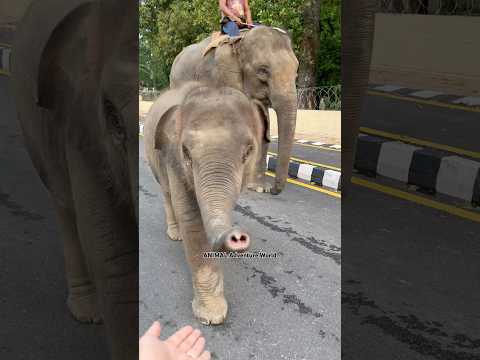 Cute baby elephant greetings to me #elephant #wildliferescue #babyanimal #wildlifeentertainment
