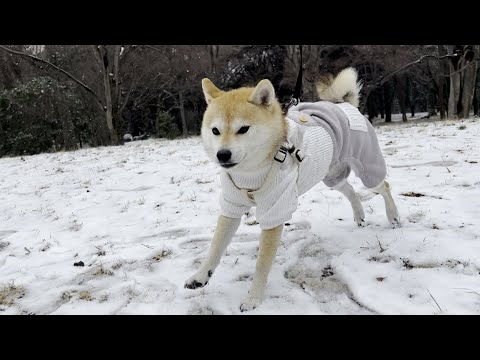 初雪を堪能する柴犬