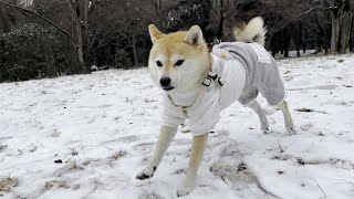 初雪を堪能する柴犬