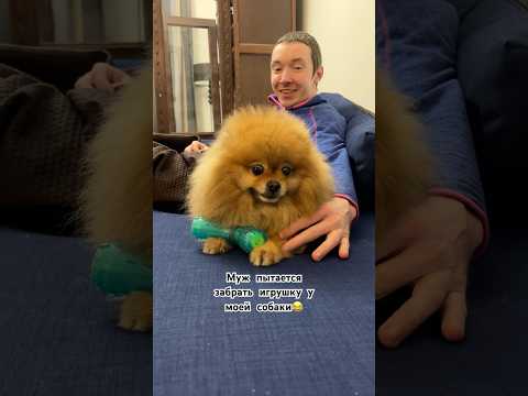 И на что он рассчитывал #собака #шпиц #pomeranian