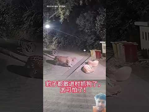 Tiger attack to dog #funny #animals #monkey #memes #zoo #wildlions #funnyanimals #wildlion