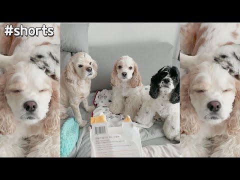 누가 범인이야 누가 그랬어! 딱! 걸렸어! ㅋ #shorts