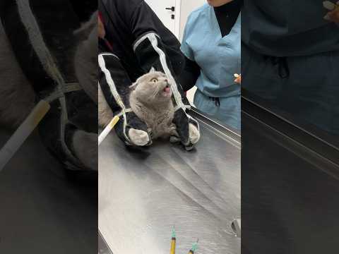 Dumanın patilerini tuttuk 😅 #kedi #animals #catlover