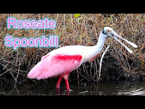 Roseate Spoonbill Foraging Technique