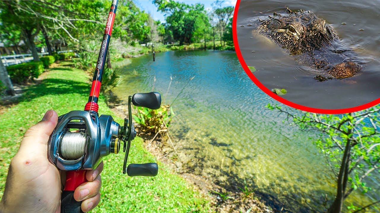 Shore Fishing ALLIGATOR INFESTED Pond