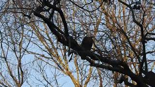 Ludwig and a bald eagle
