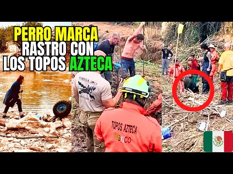 ÚLTIMA HORA‼️ LOS TOPOS AZTECA | PERRO RESCATISTA MARCA RASTRO INSISTENTEMENTE!! LO LEVANTAN TODO