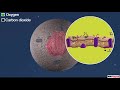 Exploring Cell Membrane and Cell Wall Functions