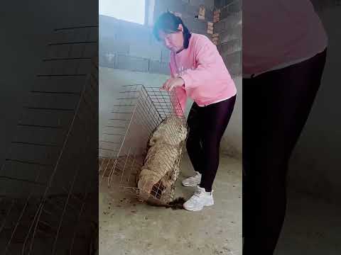 #鸵鸟苗多少钱一只 土拨鼠绿色养殖 #funnyanimals