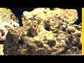 Stonefish Habitat and Behavior
