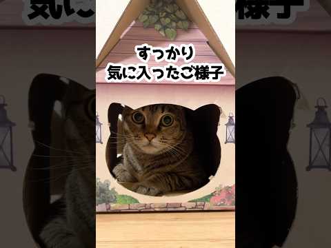 キャットフードを箱買いしたら箱がアレになった…！？ #shorts #保護猫 #cat #猫のいる暮らし #AIM30