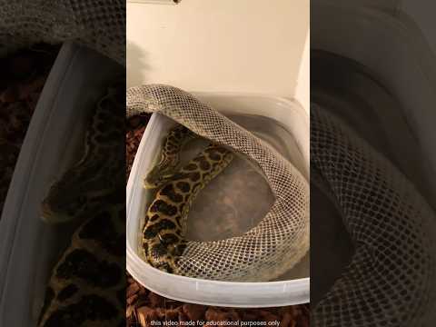Snake skin removing #trending #shorts