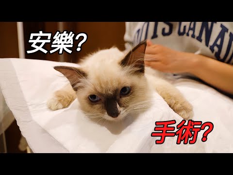 撿到一隻天生殘障小奶貓，如果是你會怎麼做？｜李喜猫