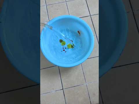Craziest Christmas Cleaning Hack EVER! (Fish Roller Coaster) ๐