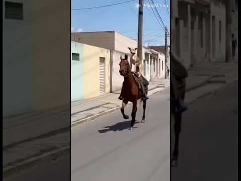 Cachorro caramelo andando de cavalo 😱😱 #tiringa #memes