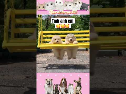 Tình anh em của hai chú chó. #funny #vuive #cute #dog #shortvideo