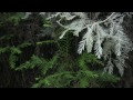 Redwood Forest Knowledge Assessment