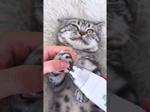 Effortless pet grooming with quiet clippers & nail grinder #cats