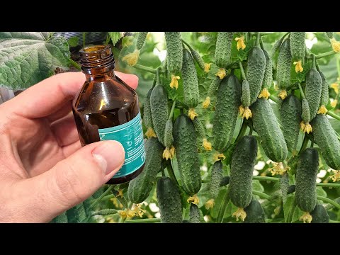 2 Капли и ОГУРЦОВ нарастает ТОННА!
