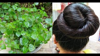 দিপ্ত লুচি পাতা সত্যি কি চুলের জন্য অনেক উপকারী|100% কার্যকারী|Peperomia/চুলের যত্নে পেপারোমিয়া/hair
