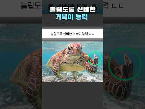 놀랍도록 신비한 거북이 능력 ㄷㄷ