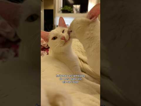 Vininico está indignado 😡 #gatinhosfofos #gateiros #gatofeliz #gatinhos