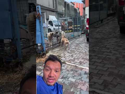 Cachorro confiante demais hein