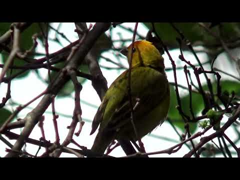 Que canário da terra que canto envolvente muito lindo na natureza gravado 21 03 2025 N 489