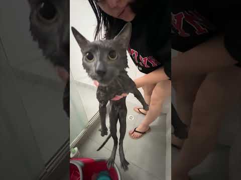 Bañando a mi gato #humor #comedia #broma #vlog