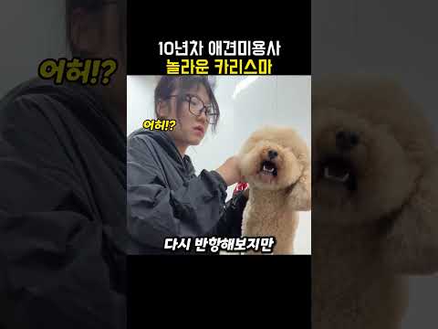"어쭈 입질해?.." 댕댕이를 제압하는 애견미용사의 놀라운 카리스마