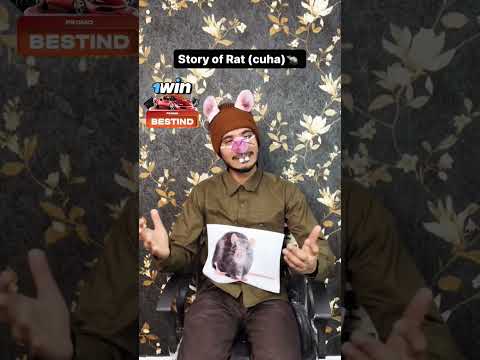 story of rat (cuha) ?? #comedy #kingokamboh #funny #afzaalkamboh #chimkandi