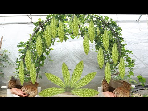 Experimenting with hydroponic bitter melon cultivation and the results were surprising