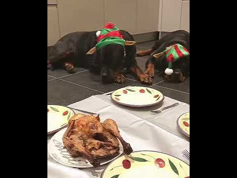 Funny Rottweiler Reactions That Deserve an Oscar 🎬 💕
