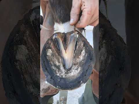 take care of the horse❤️ #asmr #horse #farrierlife #farriers #satisfying #horsecare #short #viral