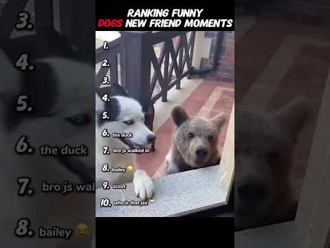 Ranking Funny Dogs New Friend Moments ๐ #dog #dogs #dogshorts #youtubeshorts