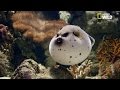 Toxines et caractéristiques du poisson globe
