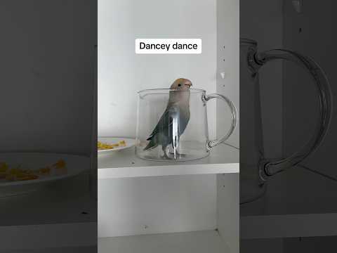 Prince’s Best moments of 2023 #funnyanimals #birds #crazybirds #parrot #funnybirds #funny #pets #lol