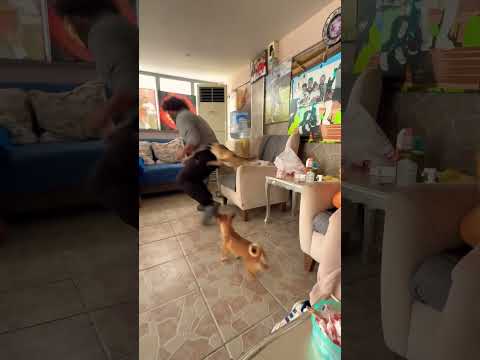 Bizi kimse alamaz 😀 #eyüpdoğan #belçikakurdu #malinois