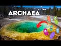 Archaea and Their Unique Characteristics