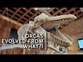 Orca Anatomy and Ecology