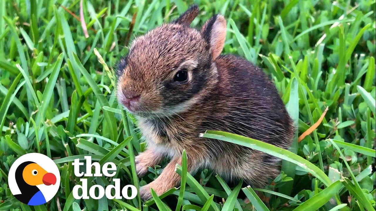 Lady Rescues A Newborn Rabbit And Raises Her Until She's Ready To Be Wild Wild Hearts