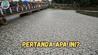 Ribuan Ikan Mendadak Muncul Ke Permukaan,Bikin Heboh Warga Sekampung! Kenapa Ini?
