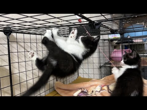 Super playful kittens love to climb.