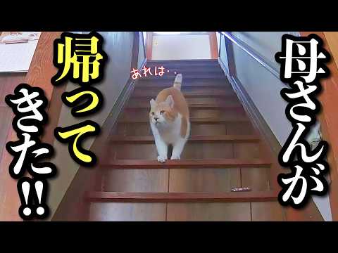 大好きな母が帰ると敏感に反応する猫|ワーママの一日ルーティン