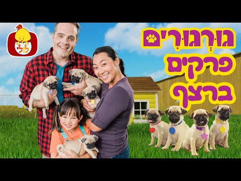 גורגורים - פרקים מלאים ברצף - 75 דקות - לולי מגלה חיות