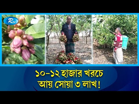 লেবু চাষে জ্যামেতিক লাভ খুশি কৃষক | Lemon | Rtv News