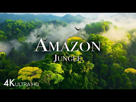 Amazon 4K - Exploring the World's Largest Tropical Rainforest | Relaxing Jungle Sounds