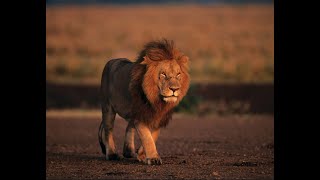 Lion’s secret strategy to hunt Zebra ; Episode 2 @Intefoloshorts@Intefoloshorts